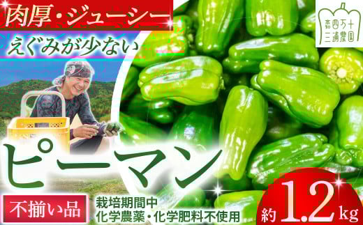 【不揃い品】肉厚ジューシー! 栽培期間中化学農薬・化学肥料不使用のえぐみ少ないピーマン1.2kg ／Fms-11 農産物 新鮮 ぴーまん ピーマン 肉厚ピーマン 野菜 大量 2016907 - 高知県四万十町