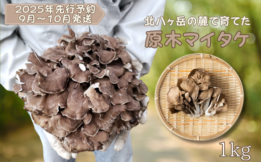 【先行受付・2025年発送】北八ヶ岳の麓で育てた　原木マイタケ　約１kg [SMZK-101]