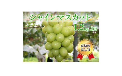 シャインマスカット 計1.2kg(2房)【1591155】