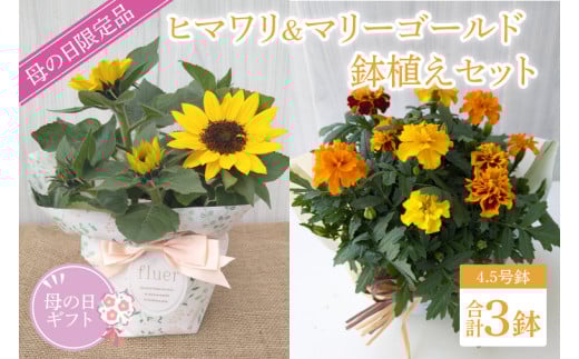 【母の日ギフト】【遅れてごめんね】ヒマワリとマリーゴールドの鉢植え　計3鉢入り｜ひまわり ヒマワリ マリーゴールド 花 お花 鉢植え 母の日 母の日ギフト ギフト 贈り物 プレゼント 茨城県 行方市(EH-27) 2084568 - 茨城県行方市