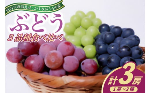 ＜2025年8月より順次発送予定＞ぶどう3品種食べ比べ(県内共通返礼品:かすみがうら市産) (BR074) 865022 - 茨城県城里町