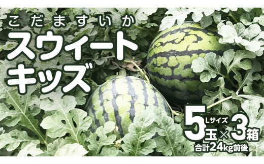 【 地下水100％栽培 】 こだますいか 「 スウィートキッズ 」 5個入り × 3箱 令和7年産 先行予約 スウィートキッズ すいか スイカ 小玉スイカ こだまスイカ 西瓜 フルーツ 果物 [DU023ci]