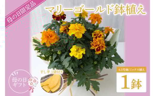 【母の日ギフト】【遅れてごめんね】マリーゴールド鉢植え　干し芋のセット｜マリーゴールド ほしいも 干し芋 ほし芋 花 お花 鉢植え 母の日 母の日ギフト ギフト 贈り物 プレゼント 茨城県 行方市(EH-26) 2084569 - 茨城県行方市