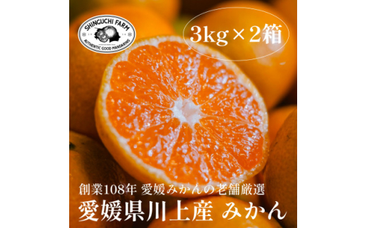 愛媛みかんの老舗厳選＜愛媛県川上産 みかん3kg×2箱＞新口農園＜C70-32＞【1536240】
