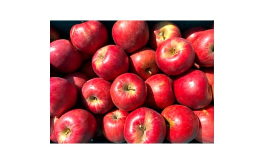 ＜26年4月出荷予定＞紅玉 約5kg おもてなし用 CA貯蔵 クール便【1612930】 2078271 - 青森県青森市