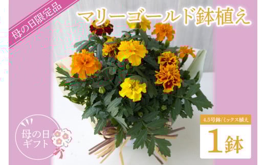 【母の日ギフト】【遅れてごめんね】マリーゴールド鉢植え　1鉢入り｜マリーゴールド 花 お花 鉢植え 母の日 母の日ギフト ギフト 贈り物 プレゼント 茨城県 行方市(EH-24) 2084558 - 茨城県行方市