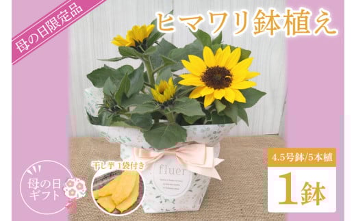 【母の日ギフト】【遅れてごめんね】ヒマワリ鉢植え　干し芋のセット｜ひまわり ヒマワリ ほしいも 干し芋 ほし芋 花 お花 鉢植え 母の日 母の日ギフト ギフト 贈り物 プレゼント 茨城県 行方市(EH-25) 2084557 - 茨城県行方市