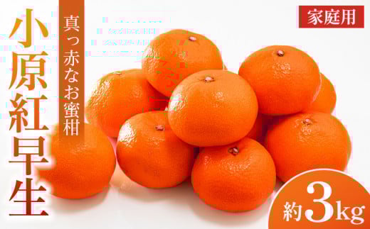 【2025年11月中旬より発送】ご家庭向け！真っ赤なお蜜柑「小原紅早生」約3kg 1393645 - 香川県小豆島町