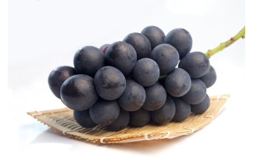 ナガノパープル約1kg（2房）ぶどう 種無し 黒ぶどう 皮ごと 信州 長野県 千曲市 2144595 - 長野県千曲市