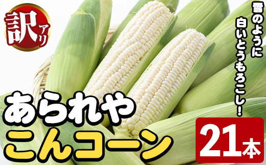 ＜先行予約受付中！2025年10月上旬以降順次発送予定＞訳あり！白いとうもろこし「あられやこんコーン」(21本) 国産 トウモロコシ 玉蜀黍 ホワイト コーン 野菜 糖度 夏 イネ科 数量限定 期間限定 訳アリ 旬 【うとさんち】akn067-11