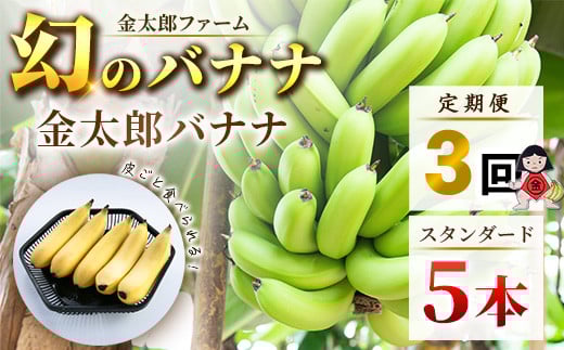 定期便：スタンダード 金太郎バナナ（15本）  5本×3回（毎月お届け） 栽培期間中農薬不使用 【国産 ギフト プレゼント 贈り物 お返し おいしい 金太郎バナナ 果物 くだもの フルーツ お歳暮 お中元 】 1475847 - 神奈川県南足柄市