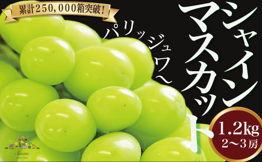 【2025年発送分 先行予約】 シャインマ