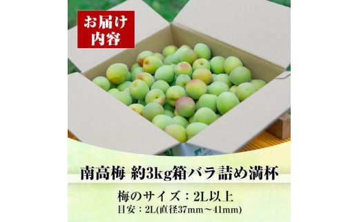 朝日梅園の様子です！