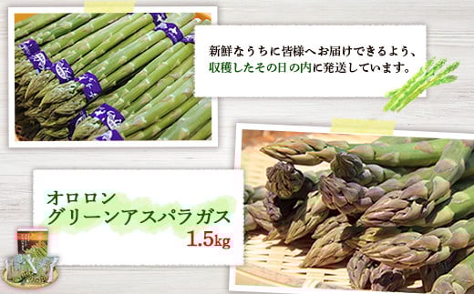 【朝採り発送】北海道オロロングリーンアスパラガス 1.5kg（露地物）