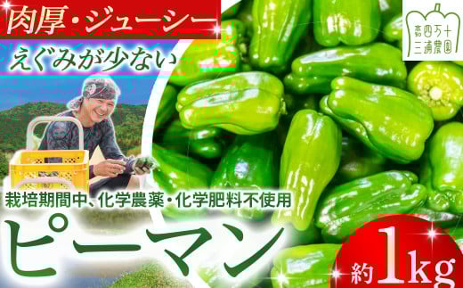 肉厚ジューシー！栽培期間中化学農薬・化学肥料不使用のえぐみ少ないピーマン1kg ／Fms-13 農産物 新鮮 ぴーまん ピーマン 肉厚ピーマン 野菜 大量 2016905 - 高知県四万十町