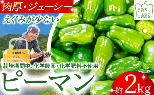 肉厚ジューシー！栽培期間中化学農薬・化学肥料不使用のえぐみ少ないピーマン2kg ／Fms-14 農産物 新鮮 ぴーまん ピーマン 肉厚ピーマン 野菜 大量 2016904 - 高知県四万十町