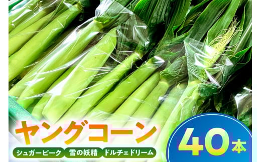 【千葉県産】ヤングコーン40本 mi0113-0001 【野菜 旬 皮付き 生ヤングコーン ベビーコーン とうもろこし】