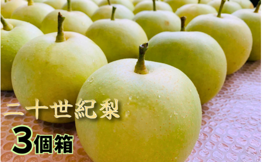 【先行予約】井上農園 梨 ”二十世紀梨” 3玉入り（約1kg）｜鳥取 岩美 梨 なし ナシ【41031】
