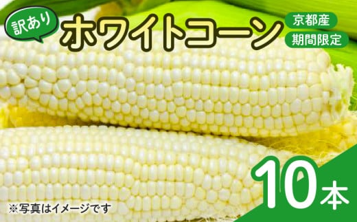期間限定 訳あり ホワイトコーン 10本 個包装 京都 とうもろこし トウモロコシ 久御山町 甘い 夏 数量限定 季節限定 ホワイト コーン 旬 糖度 朝採れ レンチン
