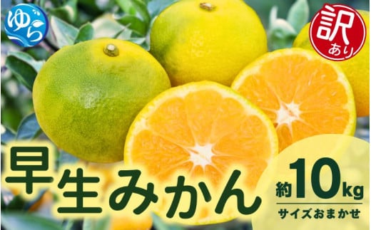 【先行予約】【訳あり】由良早生みかん(サイズおまかせ)約10kg【2025年11月初旬から順次発送予定】※北海道・沖縄・離島配送不可 / 温州みかん 蜜柑 ミカン 柑橘 由良町 果物 フルーツ 産地直送 和歌山県【eiw021】 2105600 - 和歌山県由良町