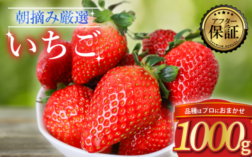 【先行予約】 品種おまかせいちご 1000g  1kg  新鮮 産地直送 朝摘み 厳選 アフター 保証 付き いちご 苺 フルーツ 果物 くだもの 品種おまかせ おまかせ とちおとめ やよいひめ おいCベリー かおり野  スターナイト お菓子 デザート スイーツ 千葉県 旭市 滑川いちご園 nmi002 2095699 - 千葉県旭市