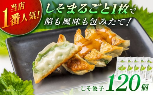 【10パック】餃子屋ヒロの 人気のしそ餃子【餃子屋ヒロ】開成町 餃子 点心 惣菜 冷凍 [BDAS003-4] 2077564 - 神奈川県開成町