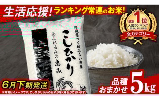 【 6月下期発送 / 数量限定 】茨城県産 精米 5kg (品種おまかせ） 令和6年産 こしひかり 米 コメ こめ 単一米 限定 茨城県産 国産 美味しい お米 おこめ おコメ