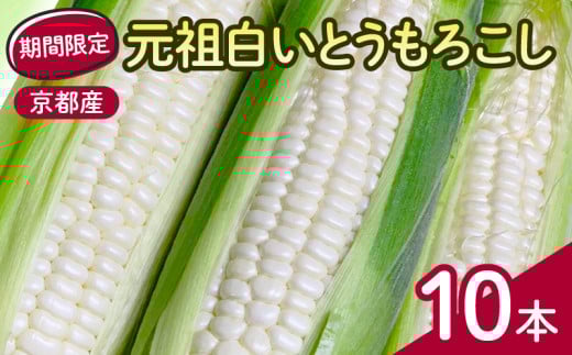 先行予約 京都府 元祖 白い とうもろこし ホワイトコーン 10本 京都府産 久御山町 野菜 夏野菜 旬 朝採り 産地直送 生食 季節 山城 数量限定 夏 甘い ホワイト コーン トウモロコシ 冷蔵 ギフト 贈答