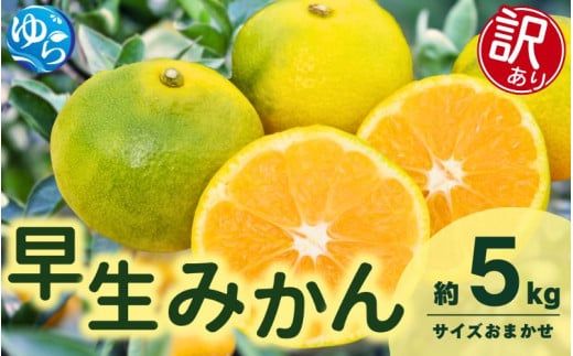 【先行予約】【訳あり】由良早生みかん(サイズおまかせ)約5kg【2025年11月初旬から順次発送予定】※北海道・沖縄・離島配送不可 / 温州みかん 蜜柑 ミカン 柑橘 由良町 果物 フルーツ 産地直送 和歌山県【eiw020】 2105599 - 和歌山県由良町