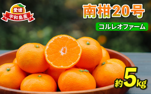 みかん 南柑20号 温州みかん 5kg コルレオファーム 先行予約 フルーツ 愛媛みかん 柑橘 蜜柑 mikan 温州 果物 くだもの 人気のみかん 美味しいみかん 濃厚みかん 愛媛県産 温州蜜柑 産地直送 農家直送 数量限定 先行予約 国産 愛媛 宇和島 B010-145008 1479958 - 愛媛県宇和島市