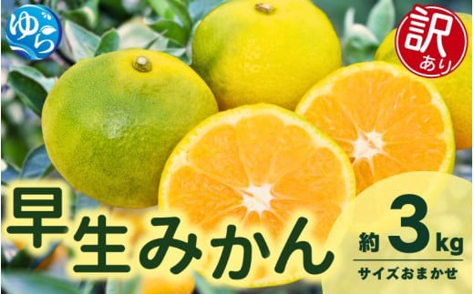【先行予約】【訳あり】由良早生みかん(サイズおまかせ)約3kg【2025年11月初旬から順次発送予定】※北海道・沖縄・離島配送不可 / 温州みかん 蜜柑 ミカン 柑橘 由良町 果物 フルーツ 産地直送 和歌山県【eiw019】 2105598 - 和歌山県由良町