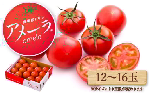 【2025年6月配送】アメーラ トマト 12-16玉  2069924 - 静岡県藤枝市