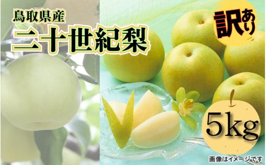 【先行予約】（訳あり）中野農園 梨 ”二十世紀梨” 5kg箱｜鳥取 岩美 梨 なし ナシ【41027】