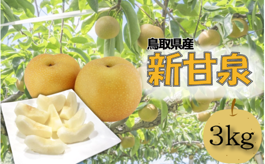 【先行予約】安田農園 梨 ”新甘泉” 3kg箱｜鳥取 岩美 梨 なし ナシ【41030】
