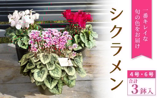 〈予約品〉シクラメン 4号鉢2鉢セットと6号鉢1鉢 鉢花 花 クリスマス 冬の花 ギフト 贈り物 プレゼント -039 737192 - 愛知県設楽町