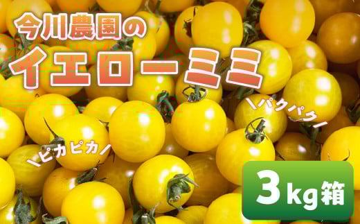 【ふるさと納税】【先行予約】今川農園のミニトマト イエローミミ 3kg 先行予約受付 期間限定 季節限定 野菜 国産 完熟 やさい フルーツ トマト 完熟 千果 ミニトマト イエロー プチトマト イエロートマト プチ お弁当 贈り物 おやつ サラダ 送料無料 産地直送 2098522 - 愛知県田原市