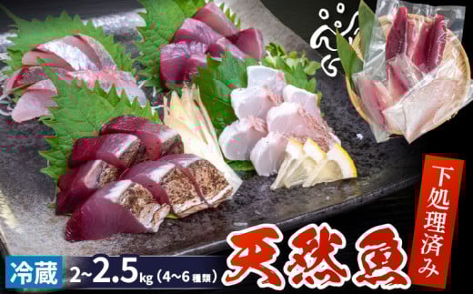 天然 鮮魚 詰め合わせ 朝獲れ直送 下処理済み 4~6種入り 2kg～2.5kg （2025年7月出荷） 冷蔵 魚種お任せ 水揚げ 海鮮 魚介 産地直送 新鮮 魚 鮮魚ボックス 1734126 - 高知県須崎市