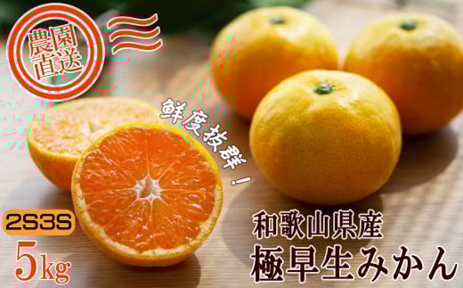 小玉みかん【訳あり】5kg 2S3Sサイズ【下津の極早生みかん】10月～11月 まごころ産直みかんより農園直送 ※北海道・沖縄・離島への配送不可 2078524 - 和歌山県海南市