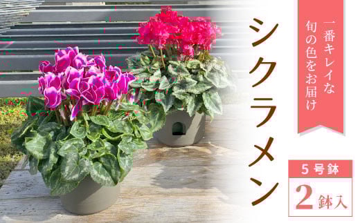 シクラメン5号鉢2鉢セット 鉢花 花 クリスマス 冬の花 冬 ギフト プレゼント -029 1434586 - 愛知県設楽町