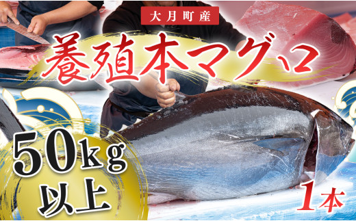 本マグロ(50kg以上) 1本 789872 - 高知県大月町