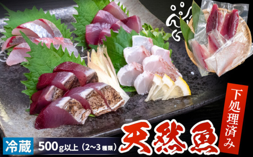 天然 鮮魚 詰め合わせ 朝獲れ直送 下処理済み 2~3種入り 500g以上 （2025年7月出荷） 冷蔵 刺身 魚種お任せ 水揚げ 海鮮 魚介 産地直送 新鮮 魚 鮮魚ボックス 1734110 - 高知県須崎市
