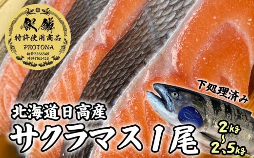 北海道産 桜ます 1尾 （ 約 2 ～ 2.5kg ） 天然 プロトナ 仕立て 下処理済み サクラマス ます 鱒