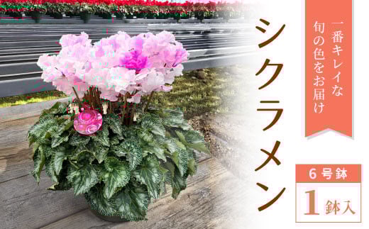 〈予約品〉シクラメン6号鉢 鉢花 花 冬の花 クリスマス プレゼント ギフト 贈り物 -035 737191 - 愛知県設楽町