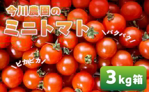 【ふるさと納税】【先行予約】今川農園のミニトマト 3kg 先行予約受付 期間限定 季節限定 野菜 国産 完熟 やさい フルーツ トマト 完熟 千果 ミニトマト プチ お弁当 贈り物 おやつ サラダ 送料無料 産地直送 2098521 - 愛知県田原市