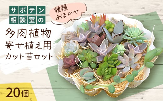 サボテン相談室の多肉植物寄せ植え用カット苗セット(20個)【1338178】 555828 - 群馬県館林市