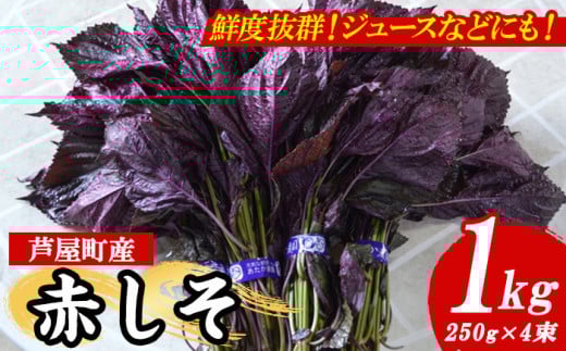 ≪先行予約受付中！2025年6月上旬より順次発送予定≫福岡県芦屋町特産 赤しそ(計1kg・250g×4束) 紫蘇 シソ あかしそ 赤しそ 芦屋町産 しそジュース 葉 手作り 手づくり 野菜 やさい 生鮮品【朝ごはん本舗】as05-066 789559 - 福岡県芦屋町
