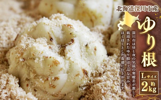 《令和7年産 先行受付》北海道深川市産 ゆり根（Lサイズ） 約2kg 【2025年9月上旬-10月上旬 発送予定】ゆりね