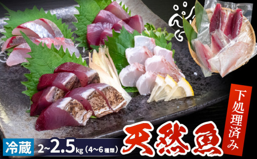 天然 鮮魚 詰め合わせ 朝獲れ直送 下処理済み 4~6種入り 2kg～2.5kg （2025年5月出荷） 冷蔵 魚種お任せ 水揚げ 海鮮 魚介 産地直送 新鮮 魚 鮮魚ボックス 1734124 - 高知県須崎市