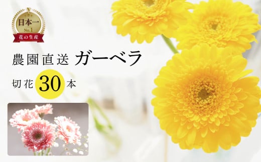 【30本】近藤フラワーガーデン 農園直送 ガーベラ切花30本 生花 ギフト プレゼント 愛知県 田原市 2149242 - 愛知県田原市