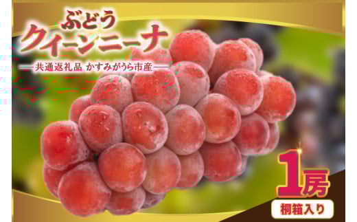 クインニーナ桐箱入り1房 県内共通返礼品:かすみがうら市産 (BR162) 1996341 - 茨城県城里町